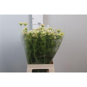 Cosmos Bipin Creme