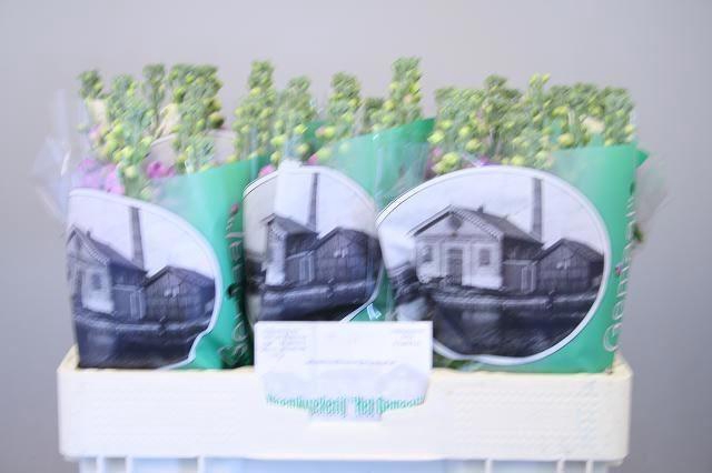 <h4>VIOLIER FIGARO LAVENDER ZWARTE EMME</h4>