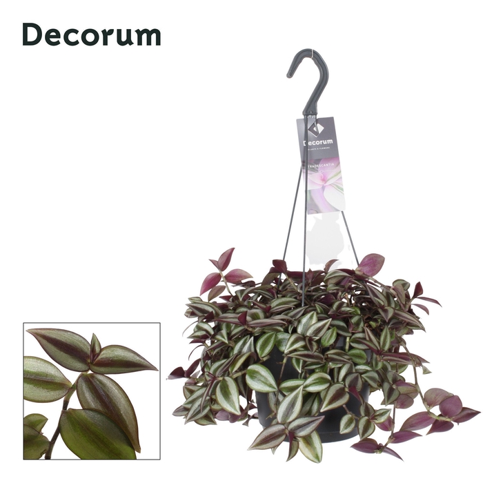 <h4>Tradescantia Zebrina Purpusii</h4>