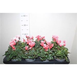 Cycl Kl Metis Fantas