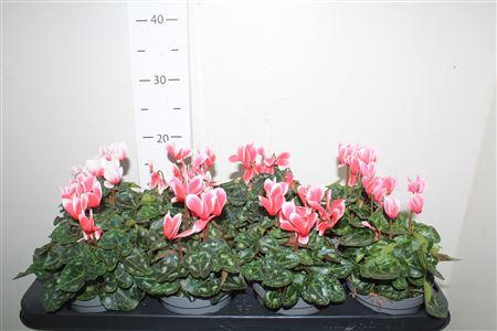 <h4>Cycl Kl Metis Fantas</h4>