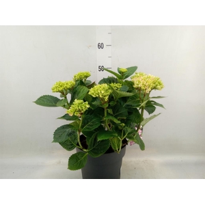 Hydrangea mac. 'Early'