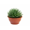 ALOE ARISTATA C21