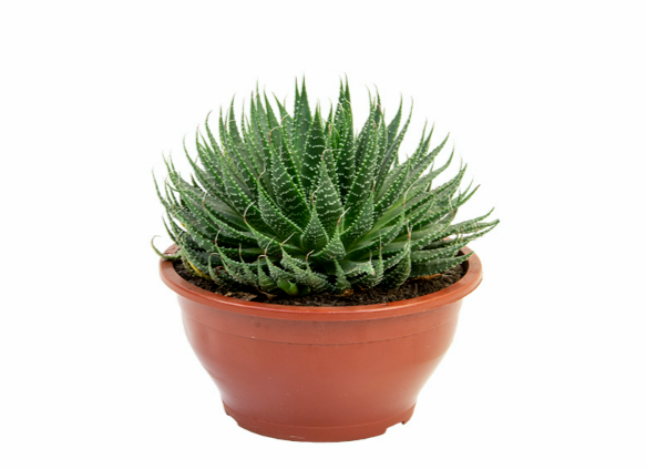 <h4>ALOE ARISTATA C21</h4>