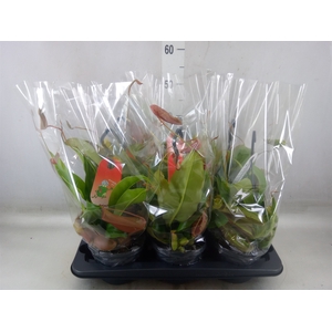 Nepenthes    ...