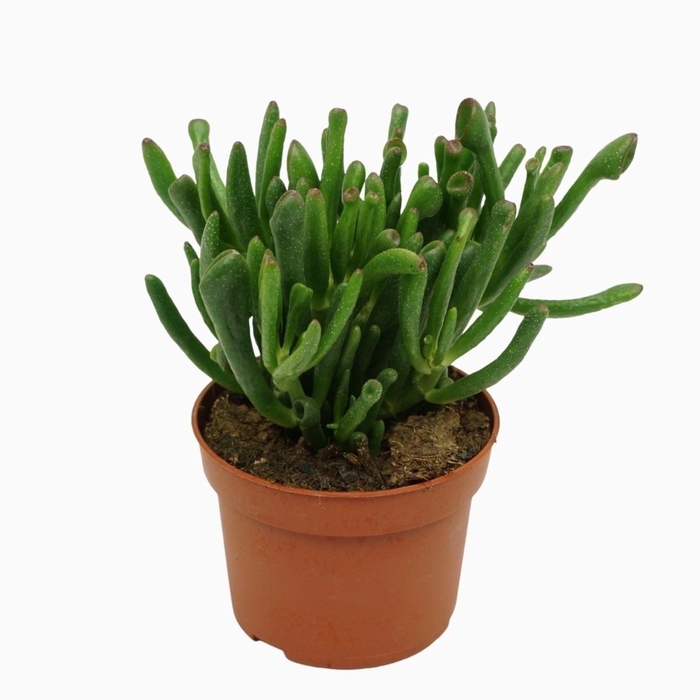<h4>Crassula ovata 'Gollum'</h4>
