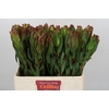 Leucadendron Laurel Yellow