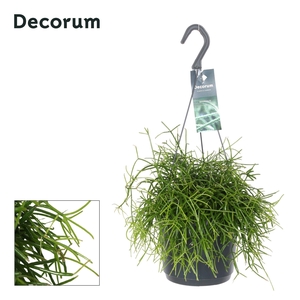 Rhipsalis Baccifera Oasis P17