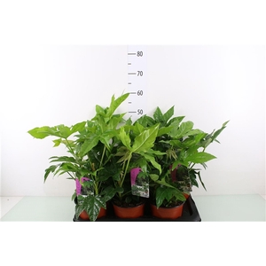 Fatsia outdoor pot 17 cm ( c2 )