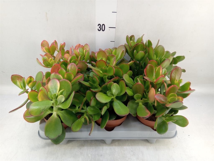 <h4>Crassula ovata</h4>