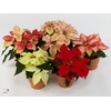 Poinsettia Specials mix tray, 3 kleuren mix