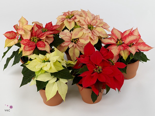 Poinsettia Specials mix tray, 3 kleuren mix