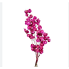 PRIMAVERA DESIDRATADO PINK