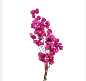 PRIMAVERA DESIDRATADO PINK