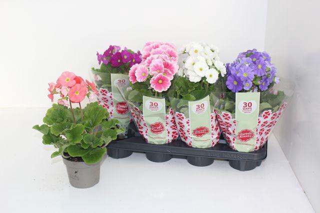 <h4>Prim Ob Sweetk A Gem</h4>