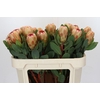 Protea Grandicolor