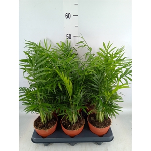 Chamaedorea elegans