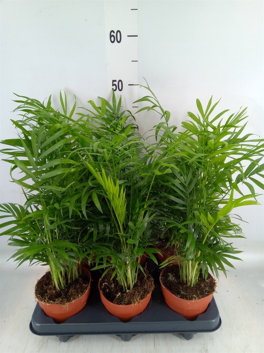 <h4>Chamaedorea elegans</h4>