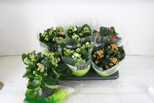 <h4>KAL GE GEM 4 KL</h4>