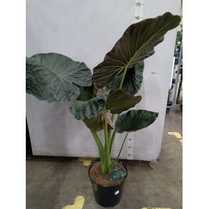 Alocasia  'Regal Shields'