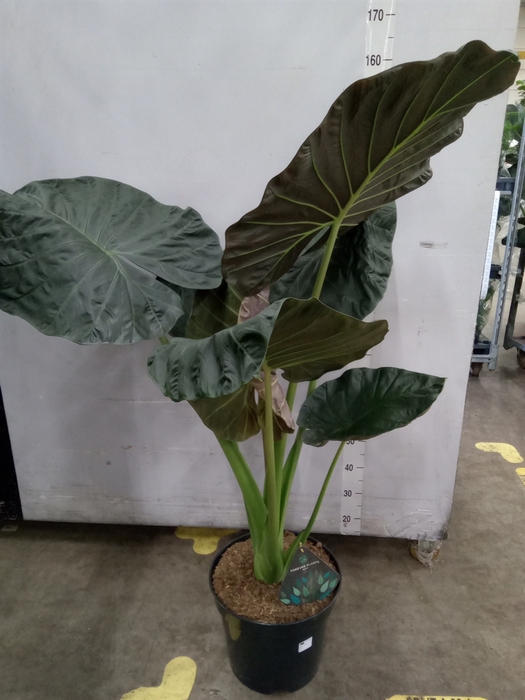 <h4>Alocasia  'Regal Shields'</h4>