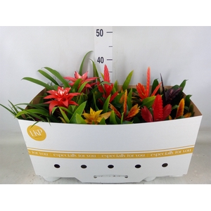 Bromelia   ...mix