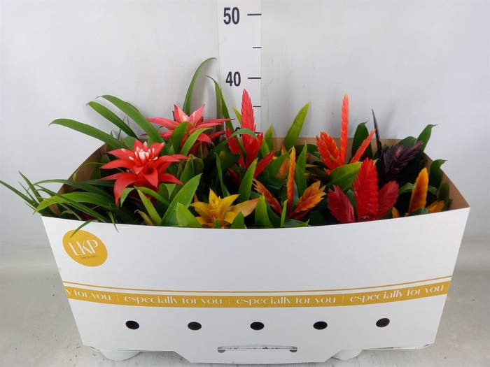 <h4>Bromelia   ...mix</h4>