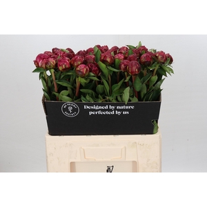 Paeonia Paul M. Wild
