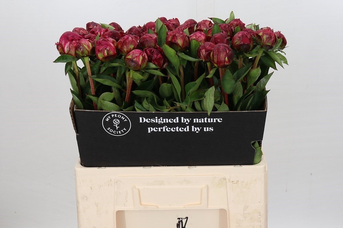 <h4>Paeonia Paul M. Wild</h4>