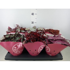 Begonia BD 'Beleaf'   ...mix