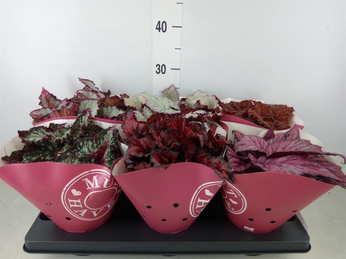 <h4>Begonia BD 'Beleaf'   ...mix</h4>