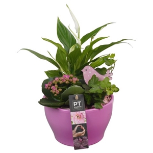 PTIB6301 Arrangementen kamerplanten