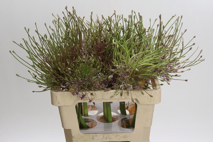 <h4>Allium Schubertii</h4>