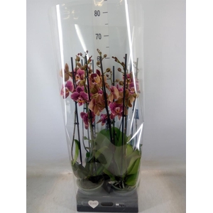 Phalaenopsis   ...rose