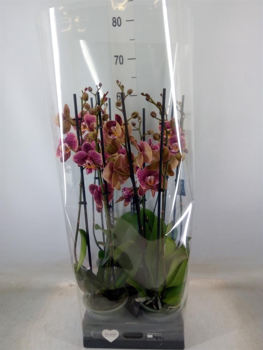 <h4>Phalaenopsis   ...rose</h4>