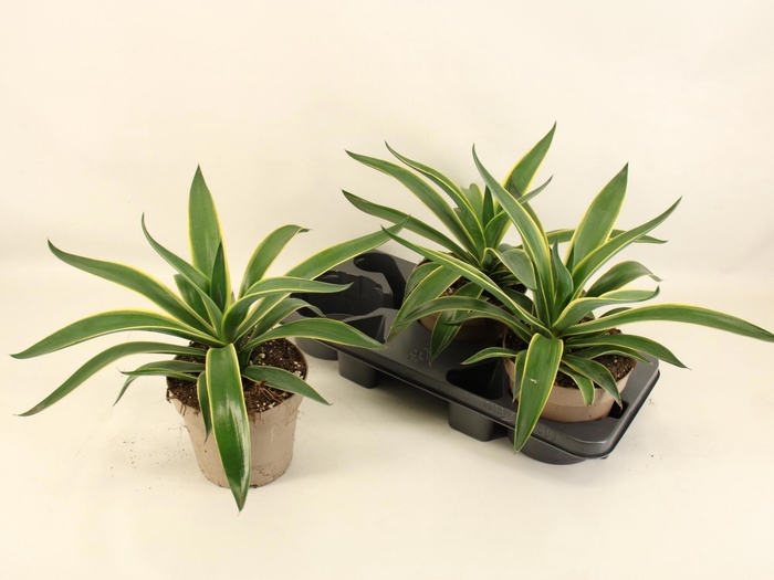 <h4>AGAV QUADRICOLOR</h4>