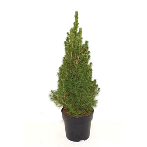 Picea glauca December 65-70cm