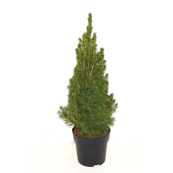 <h4>Picea glauca December 65-70cm</h4>