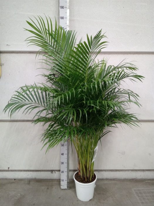 <h4>Dypsis lutescens   ...Chrysalidoca</h4>