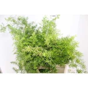 FOLHAGEM ASPARGO ALFINETE