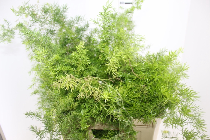 <h4>FOLHAGEM ASPARGO ALFINETE</h4>