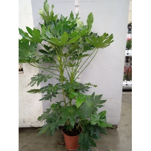 Fatsia japonica   ...