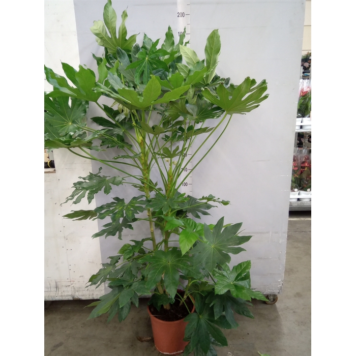 <h4>Fatsia japonica   ...</h4>