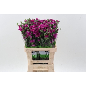 Dianthus TR 'Jacaranda'