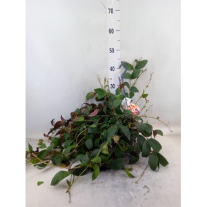 Aeschynanthus marmoratus