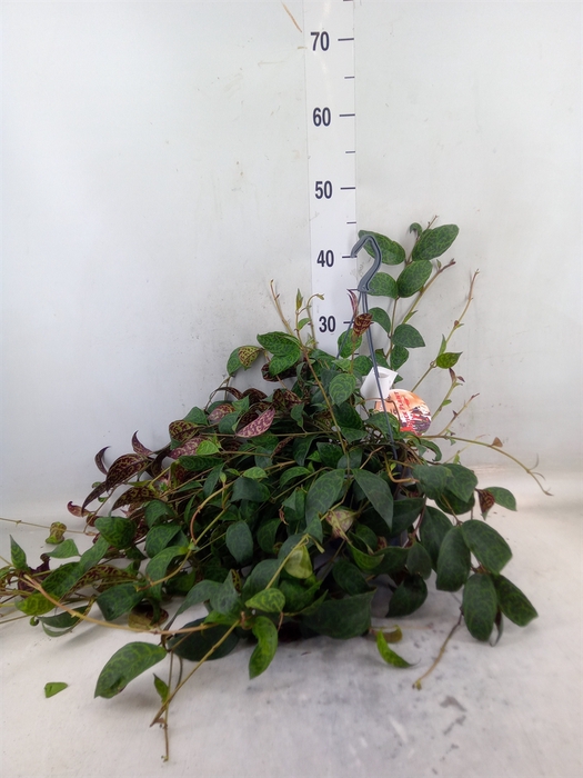 <h4>Aeschynanthus marmoratus</h4>