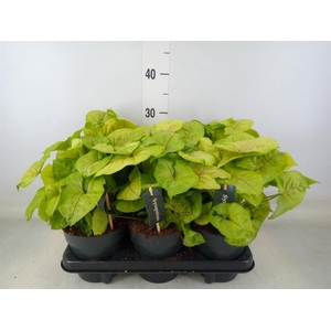 Syngonium  'Golden Allusion'