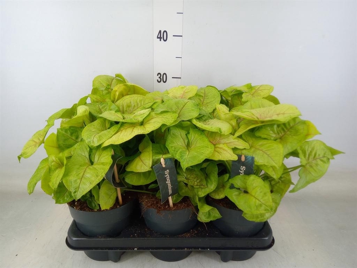 <h4>Syngonium  'Golden Allusion'</h4>