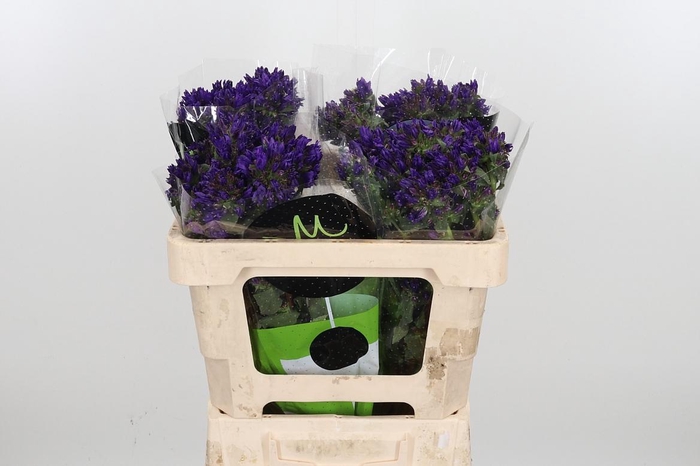 <h4>Camp Gl Benova Blue</h4>