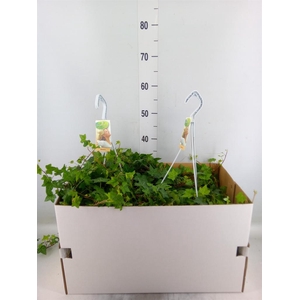 Hedera helix 'Pittsburgh'